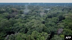 "On parle souvent du premier poumon, l'Amazonie, et du deuxième, le bassin du Congo", explique un expert.