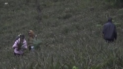 Kenya : des sacs et chaussures fabriqués à partir de restes d'ananas