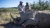 Walinzi wa hifadhi wakimkagua kifaru aliyeshambuliwa kwa mshali katika hifadhi ya vifaru ya Kloof Aprili 5, 2023. Picha na Michele Spatari / AFP