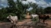 Une forêt du Kenya.