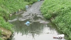 Gabon : campagne de restauration des mangroves