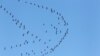 UN Says One-fifth of Migrating Animals at Risk of Extinction