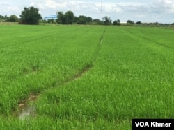 វាលស្រែនៅ​ស្រុក​ខ្សាច់កណ្តាល ខេត្តកណ្តាល​ ថ្ងៃទី​២ ខែកក្កដា ឆ្នាំ​២០២៣។​ (ហ៊ុល រស្មី/វីអូអេ​)​