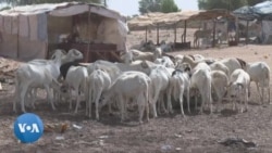 Dakar : pénurie des moutons de Tabaski