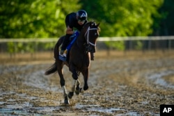 Preakness Stakes entrant Catching Freedom works out ahead of the 149th running of the Preakness Stakes horse race at Pimlico Race Course in the U.S. city of Baltimore, Maryland, May 16, 2024.