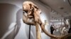 Exhibits are seen on display during a media tour of the new Sotheby's space at in Hong Kong on July 25, 2024.