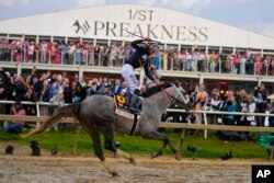 Jaime Torres, atop Seize The Grey, reacts after crossing the finish line to win the Preakness Stakes horse race at Pimlico Race Course in Baltimore, Maryland, May 18, 2024.