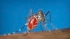 FILE - This undated photo from the Centers for Disease Control and Prevention shows an Aedes aegypti mosquito on a human. Dengue is spread by the insect, which experts say is expanding its geographic reach because of climate change. 