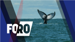 Foro: Océanos, un mar de desafíos