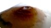 This handout photo obtained June 10, 2024, shows a 3D model of the Olympus Mons volcano on Mars, as observed from a Mars Express spacecraft. Scientists have spotted water frost near Mars' equator for the first time. (European Space Agency)