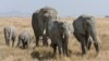 FILE - A herd of African bush elephants is seen in the Serengeti in Tanzania. (Ikiwaner/Wikimedia Commons, 2010)