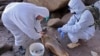 FILE - Researchers take samples from a sea lion killed by bird flu on the Atlantic coast near Viedma, Argentina, on Aug. 29, 2023. The bird flu is spreading south, further into the Antarctic region, experts reported on Dec. 21. (Telam via AFP) 