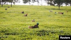 Shamba la majani chai Kenya