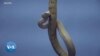 Au Costa Rica, des serpents venimeux au secours de la vie humaine