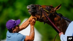 Osvaldo Hernandez bathes Kentucky Derby winner and Preakness Stakes entrant Mystik Dan a few days before the 149th Preakness Stakes horse race at Pimlico Race Course in Baltimore, Maryland, May 16, 2024. The event's post time is 6:50 p.m. Eastern Daylight Time on May 18, 2024. 