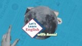Apprenons l’anglais avec Anna, épisode 29: "What do you do in school?"