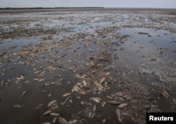 卡霍夫卡大壩被炸後，水庫里大量的魚死去。（2023年6月7日）