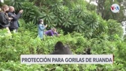 Fotos en redes sociales buscan proteger gorilas en Ruanda