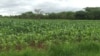 Marekani inashirikiana na Kenya katika sekta ya kilimo