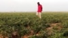 Le Nigérian Aliko Dangoté entre à pas de géant sur le marché des engrais
