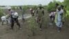 Quand la mangrove en disparition est replantée par les Kenyans 