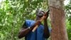 Le caoutchouc, un rempart contre la désertification en Côte d'Ivoire