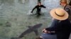Afrique du Sud: des orques tuent un requin blanc