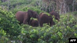 Eléphants du parc de Loango, Ogooué-Maritime, Gabon, 15 mars 2022.