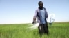 L'Afrique représente 32% des importations mondiales de riz pour 13% de la population mondiale.
