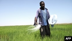 L'Afrique représente 32% des importations mondiales de riz pour 13% de la population mondiale.