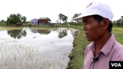 លោក ប្រាក់ ញ៉ន កសិករនៅឃុំ​ស្វាយ​ទង​ខាង​ត្បូង ស្រុក​កំពង់​ត្រាច ខេត្តកំពត។ (ស៊ុន ណារិន/វីអូអេ)