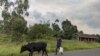 Un éleveur surveille ses deux vaches sur une des routes du territoire de Nyiragongo dans l'est de la République Démocratique du Congo, mardi 22 Mars 2022. (Photo Zanem Nety Zaidi/Voaafrique)