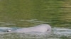 FILE - A Mekong River dolphin appears on the Mekong River at Kampi village, Kratie province, northeast of Phnom Penh, Cambodia, on March 17, 2009.