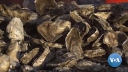 Oysters Helping Clean Largest Estuary in US
