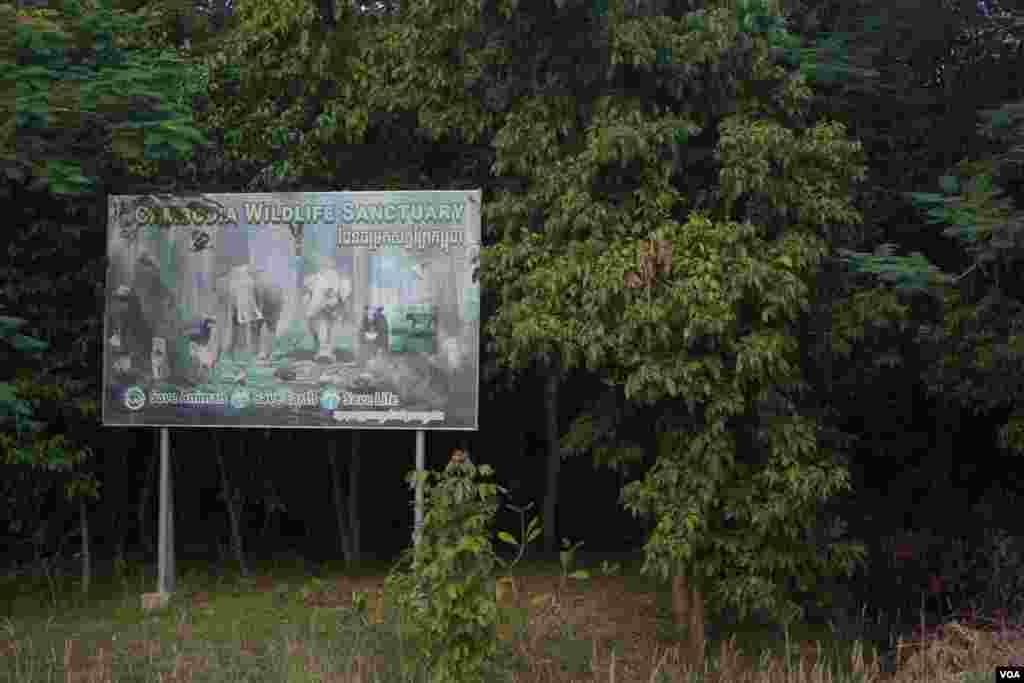 ដំរីឈ្មោះកាវ៉ាន (Kaavan) ត្រូវបានបញ្ជូនមករស់នៅដែនជម្រកសត្វព្រៃនៅកម្ពុជា ខេត្តឧត្តរមានជ័យ នៅថ្ងៃទី០១ ខែធ្នូ ឆ្នាំ២០២០។ (ខាន់ សុគុំមនោ/VOA)