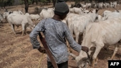Un éleveur peul et son bétail pres de Kaduna, Nigeria, le 22 fevrier 2017 