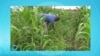 Pourquoi favoriser les produits bio et quels sont leurs avantages?