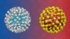 Un nouveau virus géant découvert dans les sols gelés de Sibérie