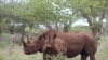 La Namibie vend trois rhinocéros noirs pour une chasse aux trophées