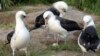 Wisdom, a Laysan albatross, stands at center over her recently laid egg with other seabirds around the ground nest on Midway Atoll National Wildlife Refuge in Honolulu, Nov. 27, 2024.