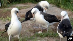 Wisdom, a Laysan albatross, stands at center over her recently laid egg with other seabirds around the ground nest on Midway Atoll National Wildlife Refuge in Honolulu, Nov. 27, 2024.