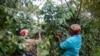 Le café au secours de la forêt tropicale du Mozambique