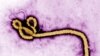 Recrudescence des nouveaux cas d'Ebola en Guinée et en Sierra-Léone
