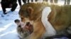 Illegal dog fighting in Georgia
