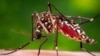 Epidemia de zika pode afectar África Ocidental, afirma especialista americano