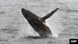 Une baleine à bosse saute dans les eau dans la péninsule antarctique occidentale, le 5 mars 2016.
