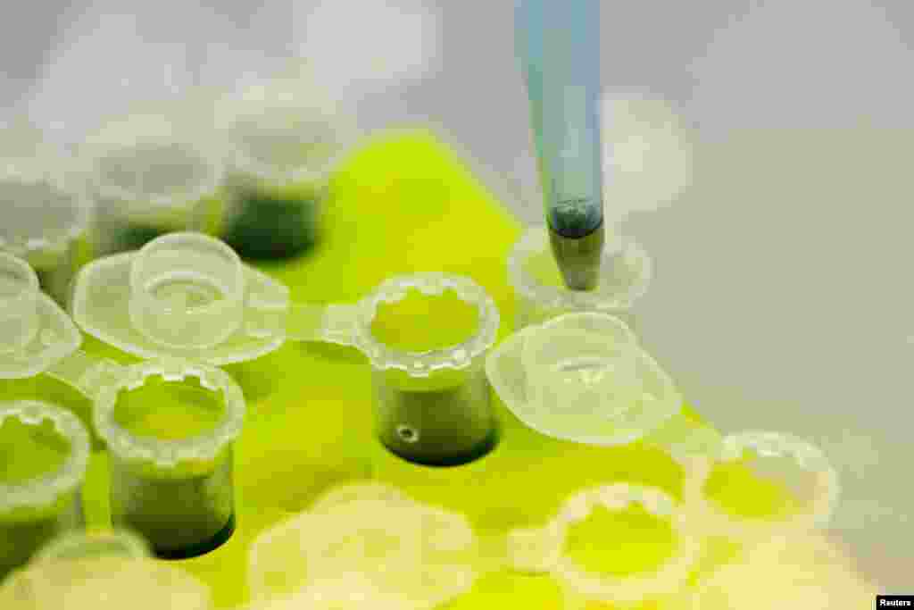 Des laboratins developpent une techologie pour produire en masse le vaccin contre Ebola, August 14, 2014. REUTERS/Axel Schmidt