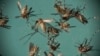 Zika : pas de vaccin pour les femmes en âge de procréer avant 2020