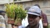 L'interdiction des importations de khat en Somalie suscite le mécontentement