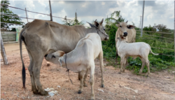 រូបឯកសារ៖ ហ្វូងគោ នៅក្នុងខេត្តព្រៃវែង​នៃ​ប្រទេស​កម្ពុជា កាលពី​ខែកក្កដា ឆ្នាំ២០២០។ (ហ៊ាន សុជាតា/វីអូអេ)